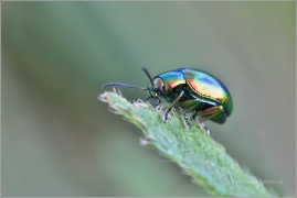 <p>MANDELINKA NÁDHERNÁ (Chrysolina fastuosa) (Jiříkov)</p>